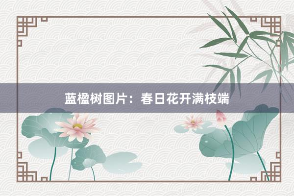 蓝楹树图片：春日花开满枝端